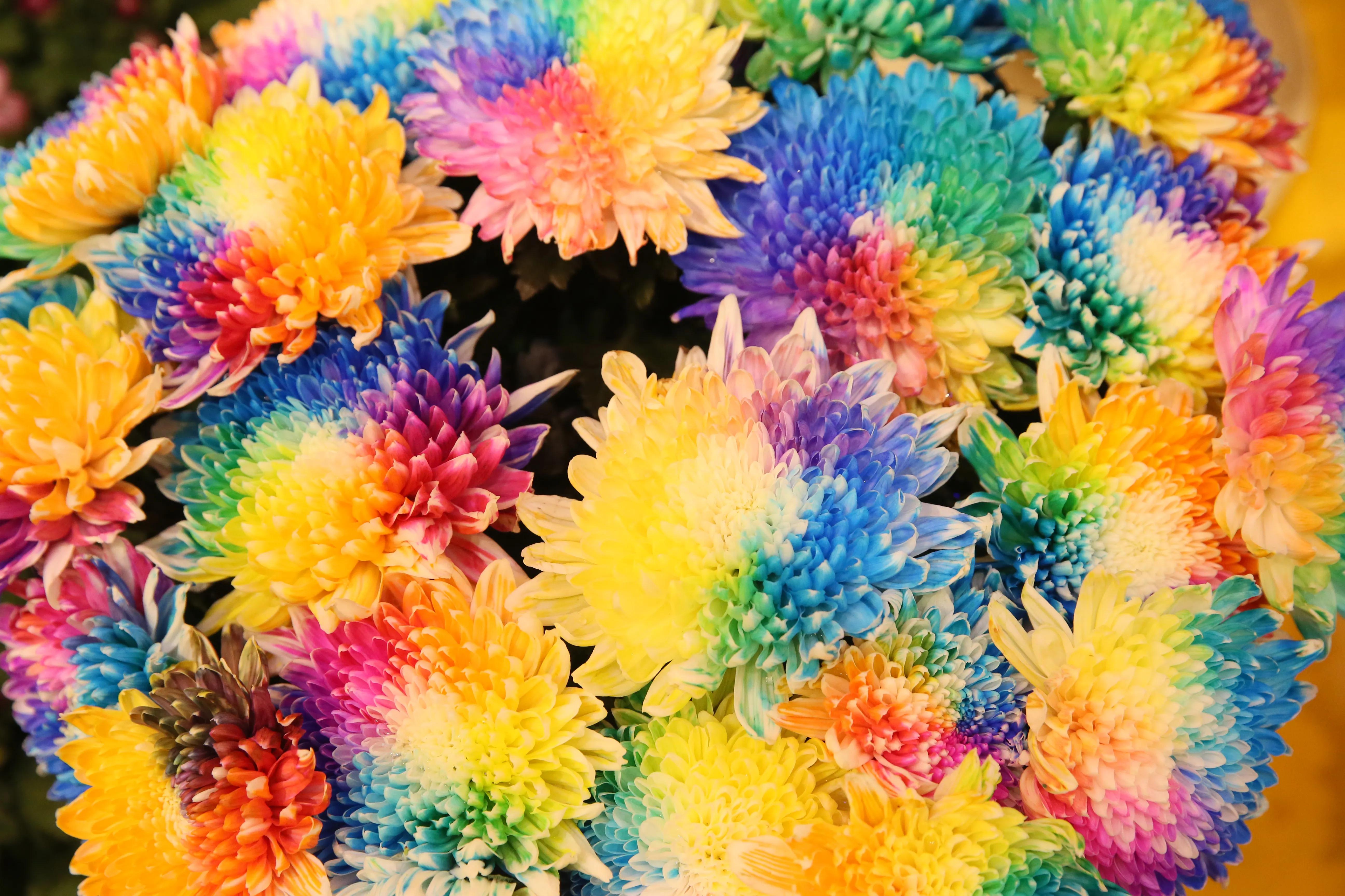 开封第十届国际菊花展8k高清视频,开封菊花文化节隆重开幕