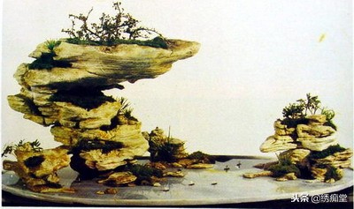 丛林式盆景欣赏,盆景欣赏及制作