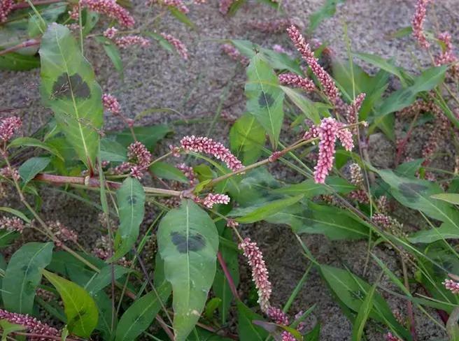 农村随处可见的几种野生中草药,教你认识那些路边的野生中草药