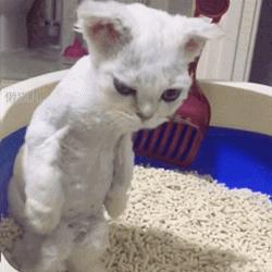 猫一天不吃不喝会拉屎,猫一天不吃东西没事吧