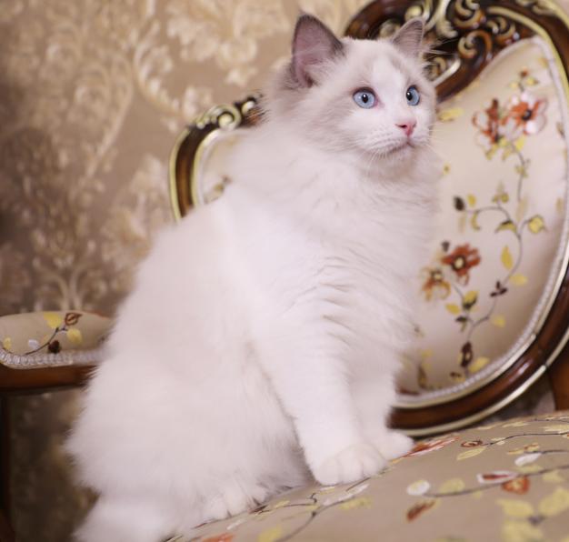 很可怕的5种猫不建议饲养,这5种猫很可怕一般不建议饲养