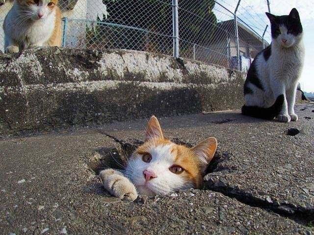 辟谣猫咪并非黑夜都能看得清,事实证明猫是一种液体动物