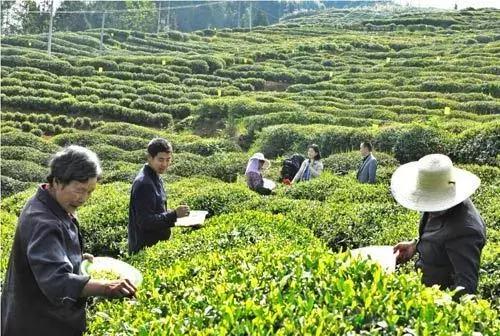 巴中南江要火了！入选国家生态示范县