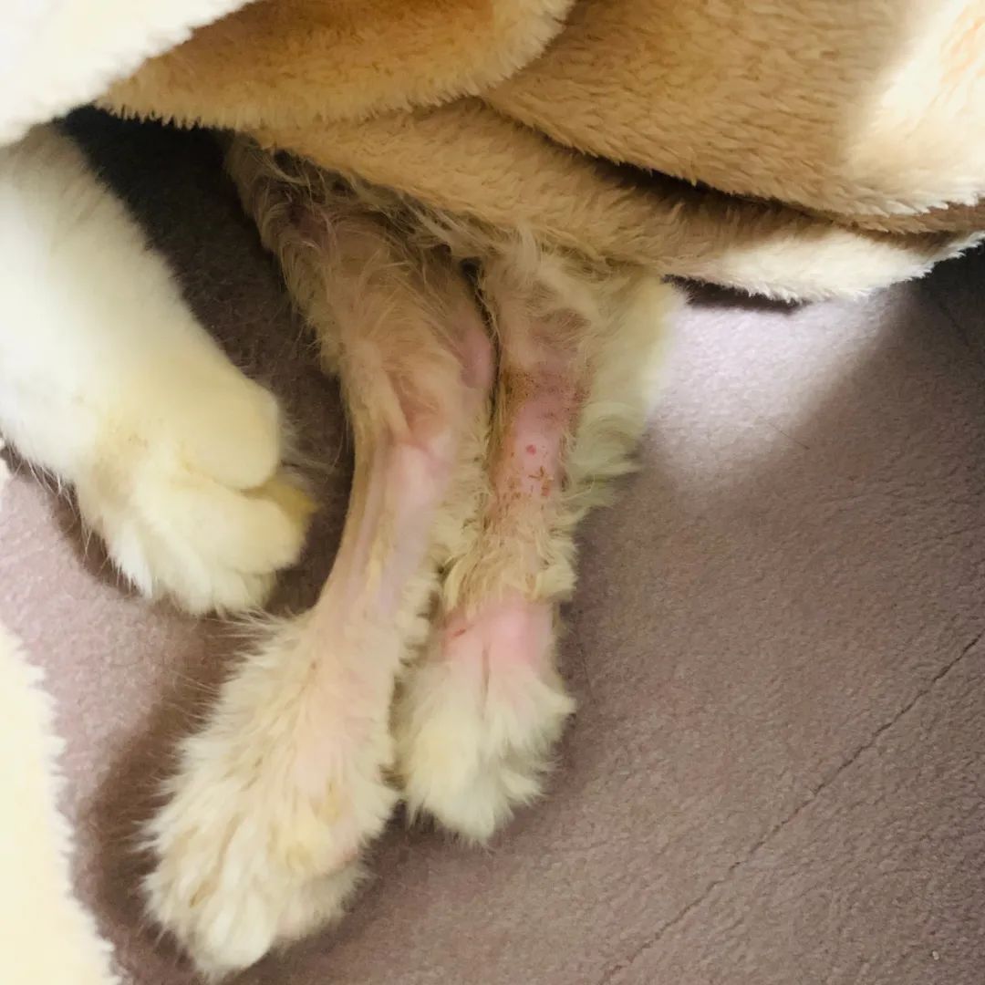 小佩宠物饮水机漏水,小佩饮水机漏电对宠物有害吗