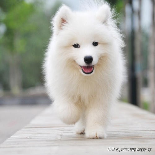 你家萨摩耶微笑吗,萨摩耶犬如何判断纯不纯