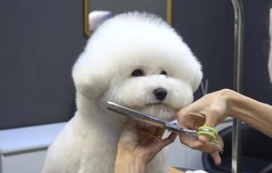 为什么不建议新手养大型犬,为什么新手不建议养大型犬