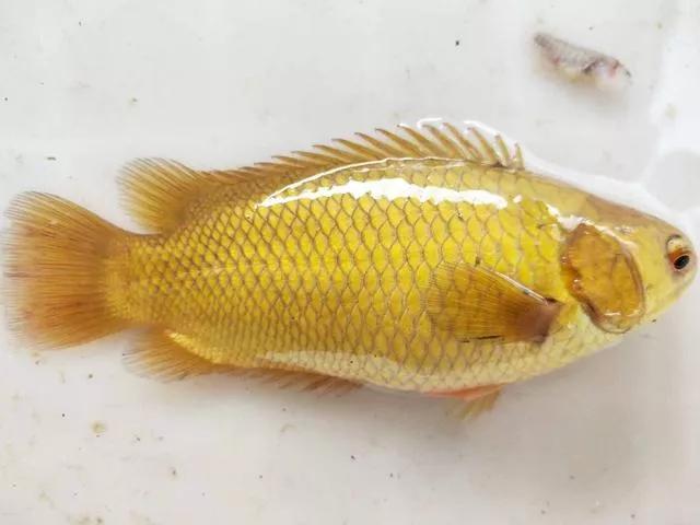 美味但少有人吃，有着强悍的“鱼生”，却被钓鱼人叫成“过街鼠”