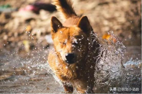 现在的土狗是中华田园犬吗,中华田园犬和柴犬的最大区别在哪