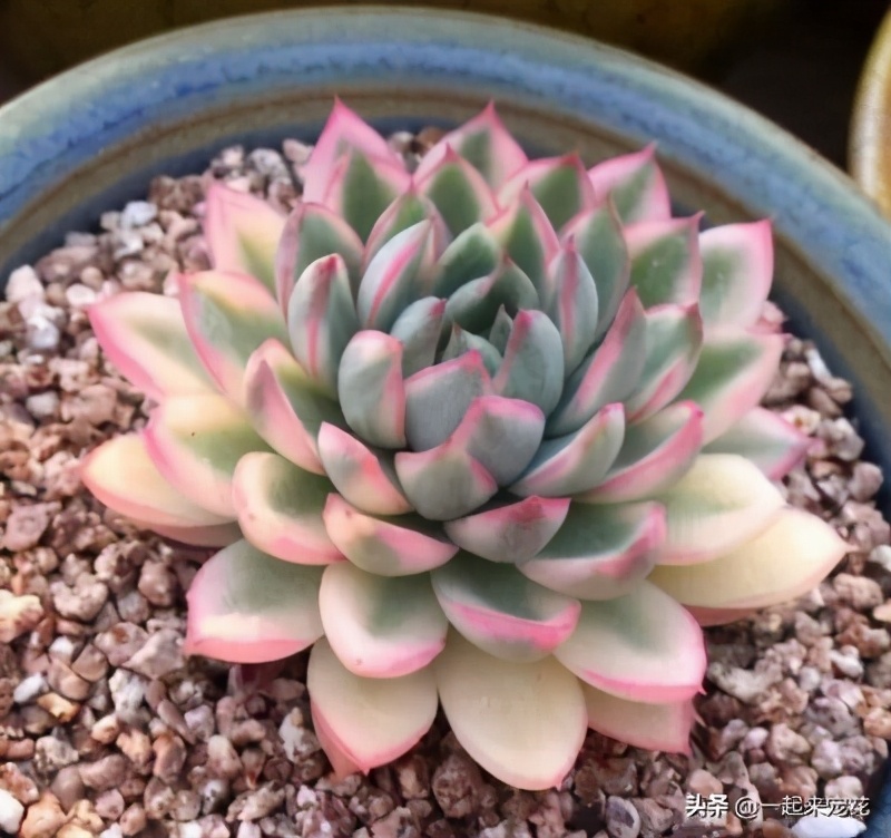 多肉怎么养能出锦,多肉怎么养会出锦