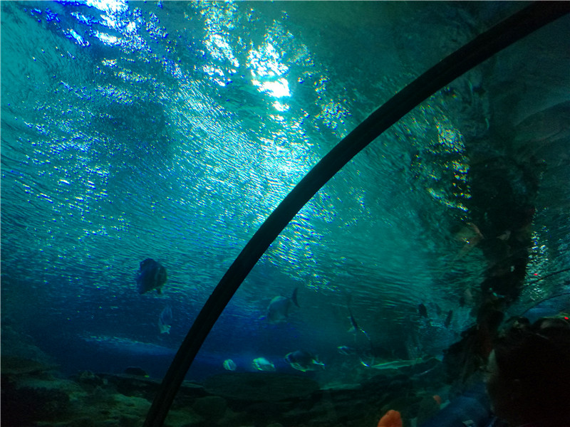 富国海底世界京津冀,游富国海底世界