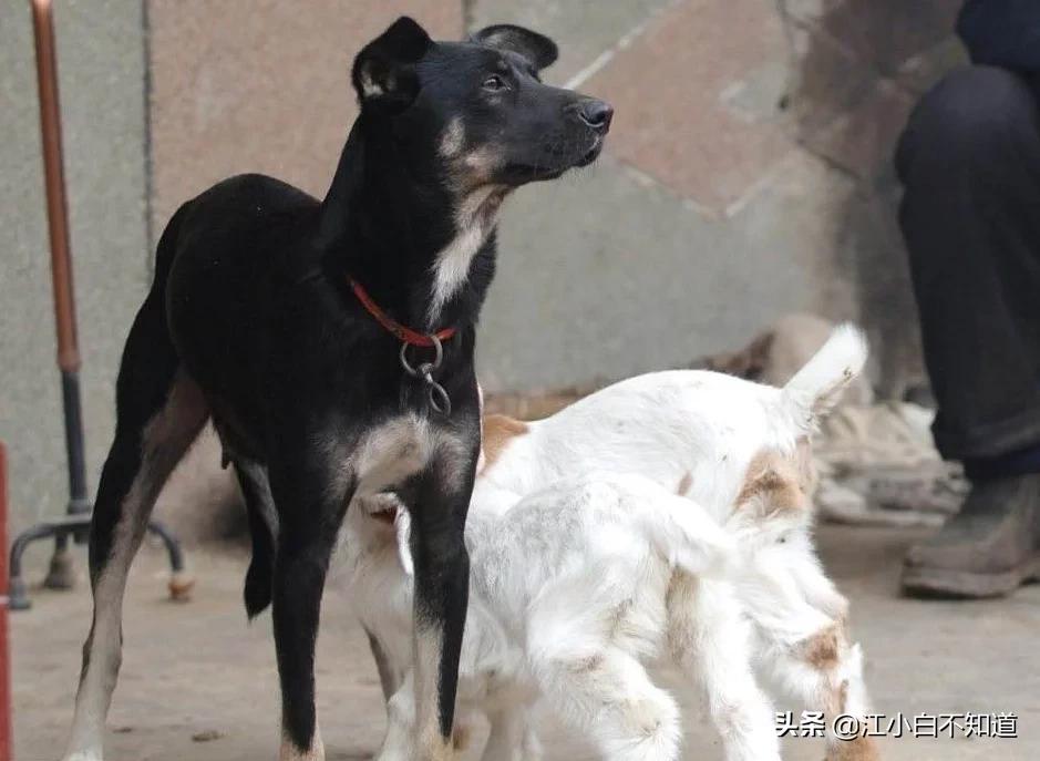 一窝小羊因主人贪吃失去母爱，被两只狗狗养大了，发生转基因了