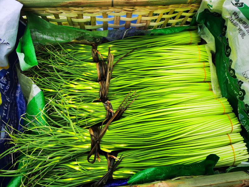 疫情期间卖蒜苔怎么样了,疫情期间蒜苔销售方式变化