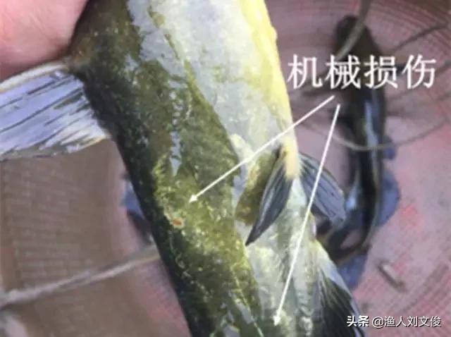 黄颡鱼烂鳃是怎么回事,黄颡鱼腐皮烂身