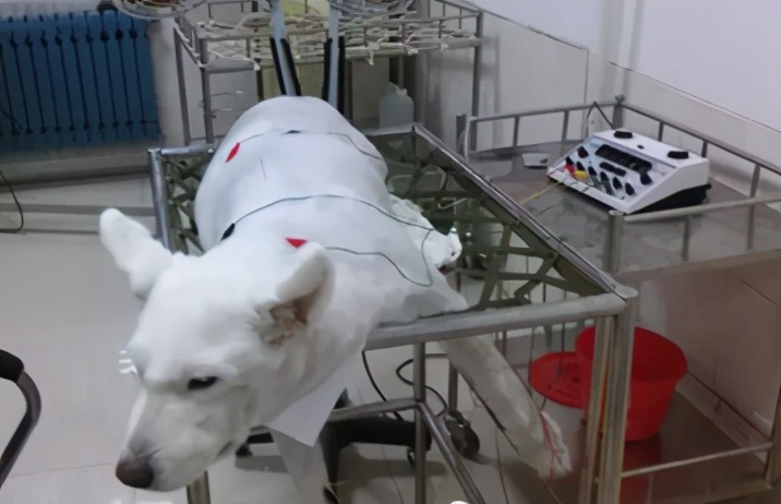 那些年我曾经养过的小狗,那些年我曾经养过的狗