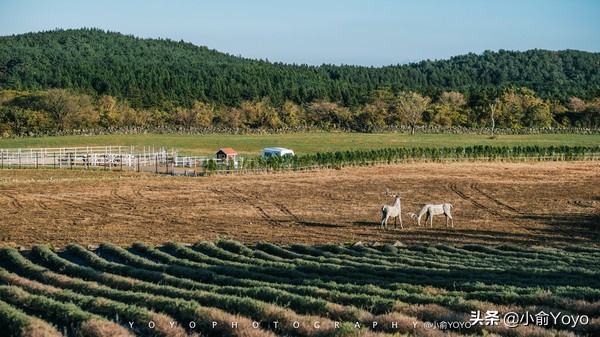 济州岛最值得去的地方,来济州岛第一天去哪玩
