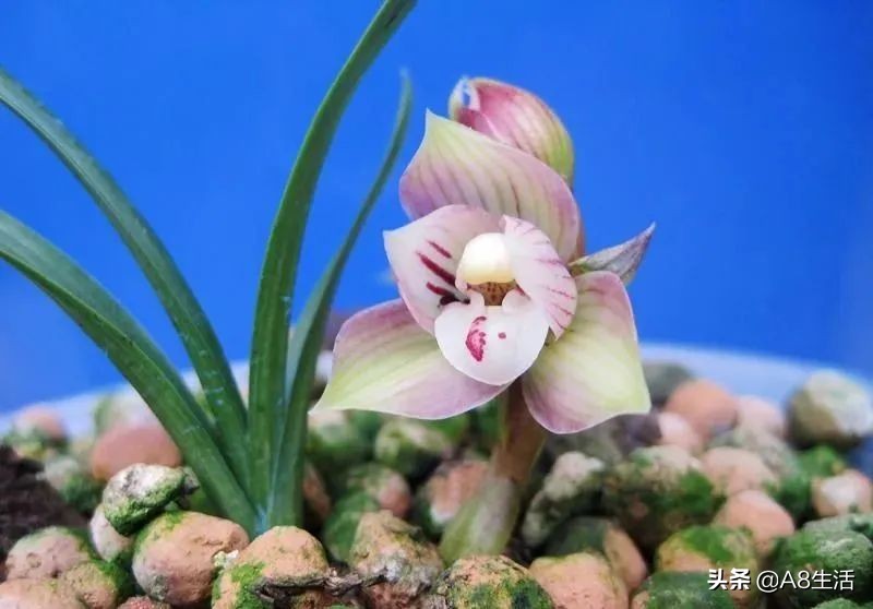 春兰姜氏荷兰名品欣赏,姜氏荷兰花春兰