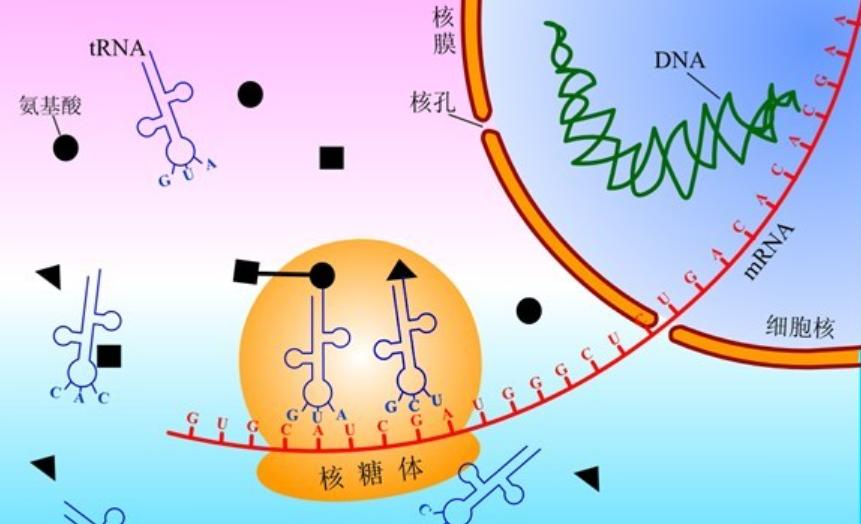 脸上胶原蛋白流失可以打什么针,30岁脸上胶原蛋白开始流失