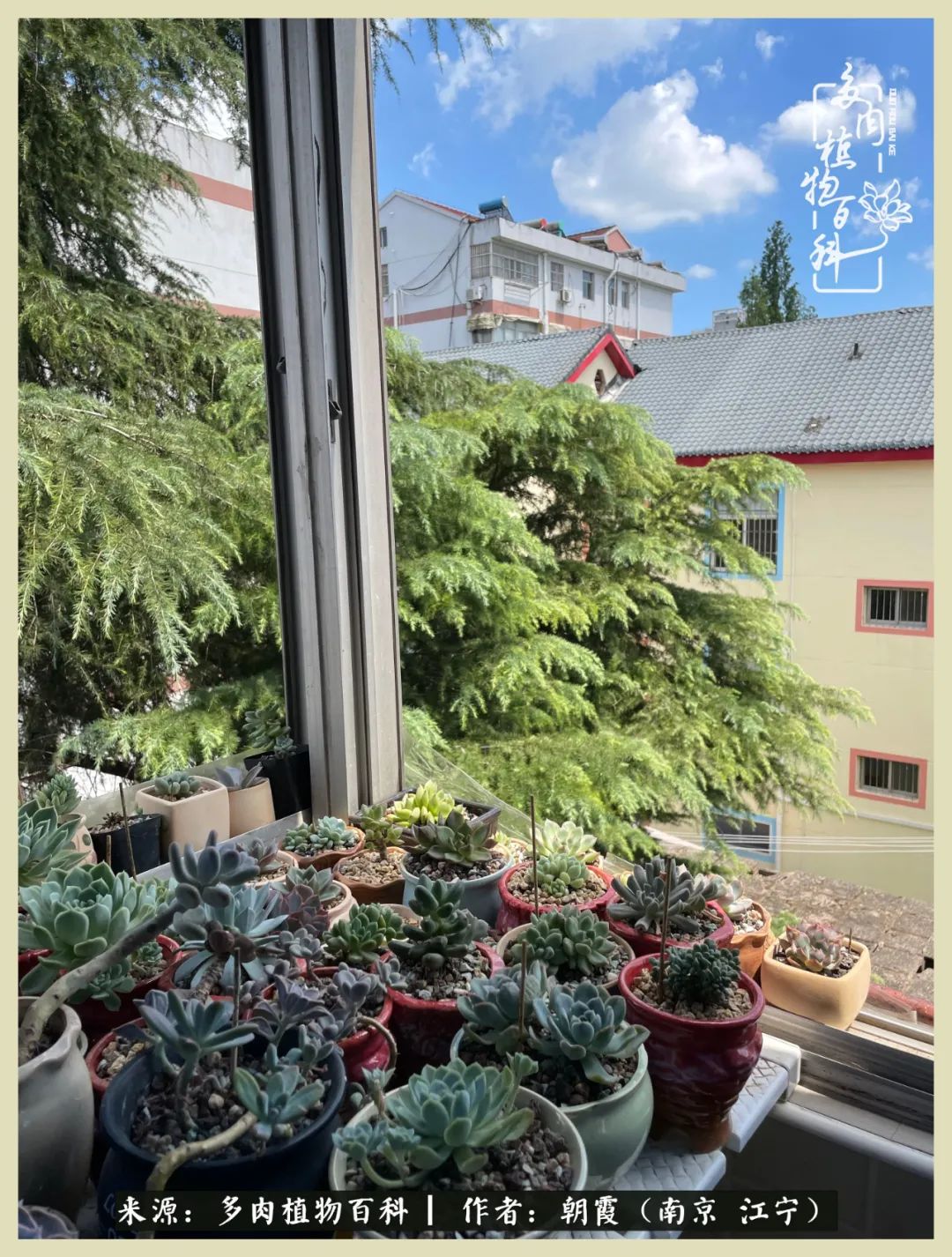 多肉最美的飘枝品种,多肉最美老桩