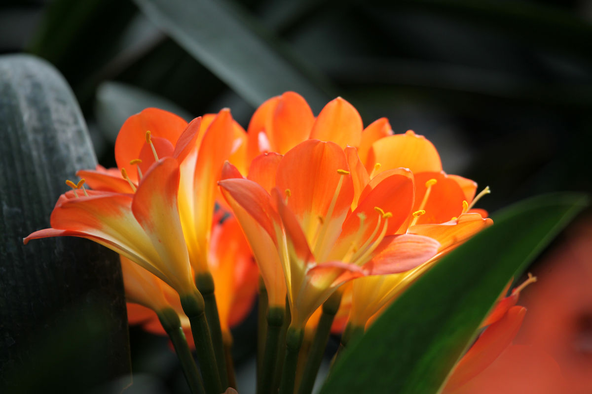 君子兰病虫害有哪几种,君子兰常见病虫害