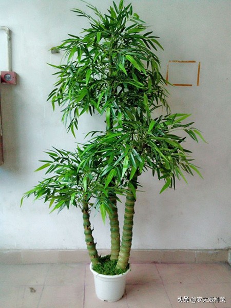 这“竹子”这么大个肚子，可谓“宰相”，好看旺财，能养20年