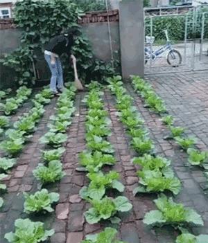 中国的种菜天赋要多离谱,中国种菜天赋惊呆外国人解说