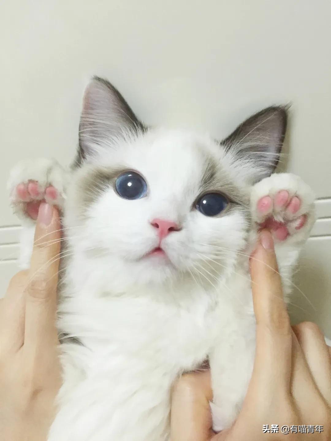 布偶猫身长四十厘米体重九斤,超级可爱的布偶猫有两万斤
