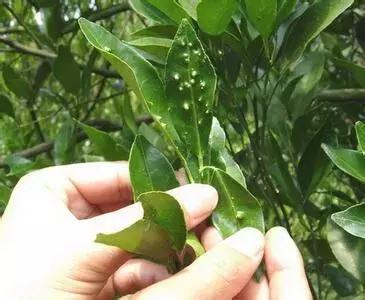 柑橘落果病害图谱大全,柑橘树的果树病害图谱