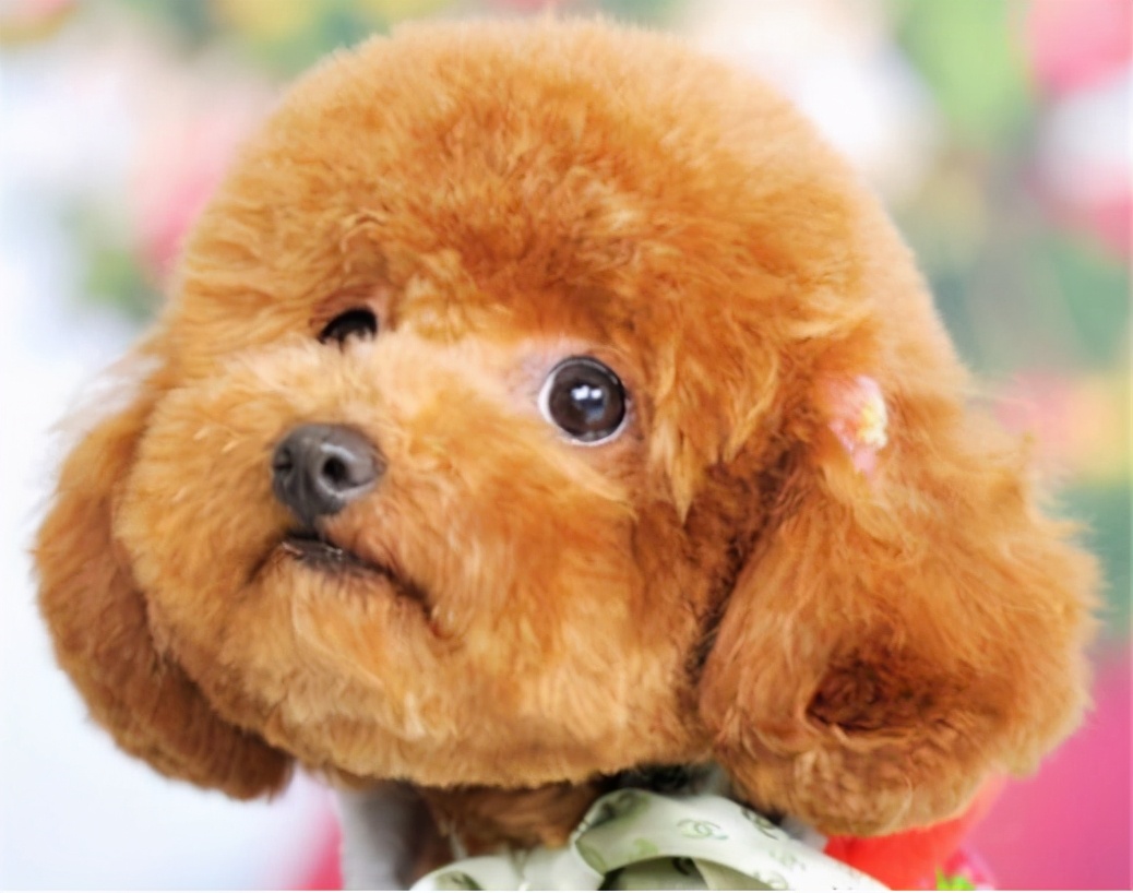 标准贵宾犬要多少钱才能买到,贵宾犬的价格一般在多少