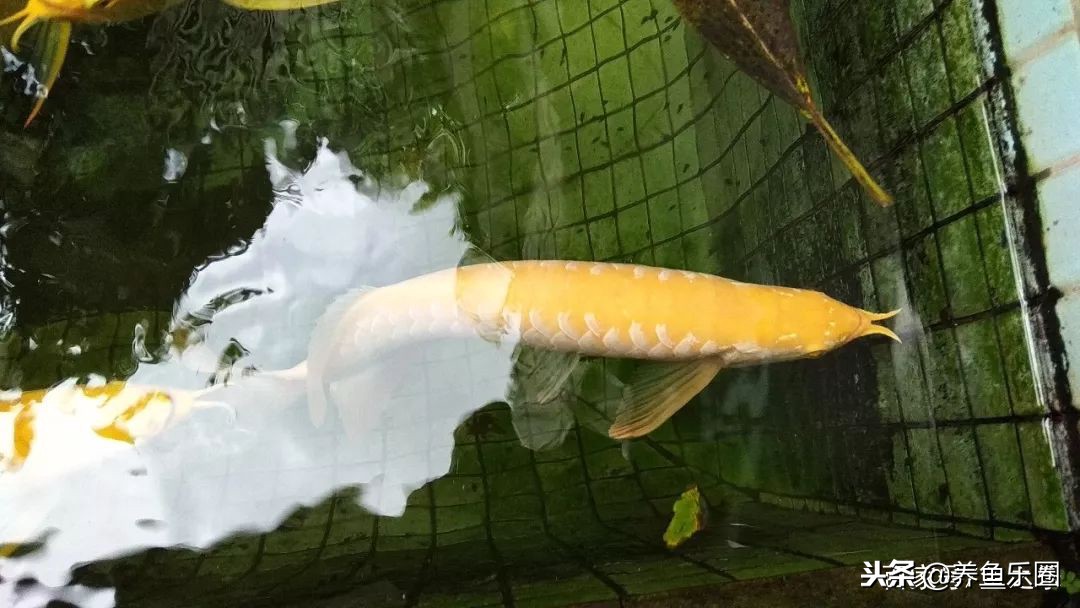 这位土豪家的渔场，光滤材就花了500多万，你确定不要见识一下？