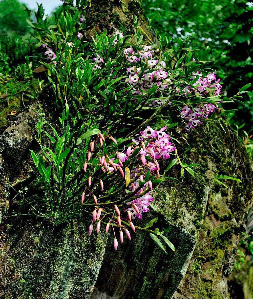 石斛兰最受不了的那种水！涨知识了