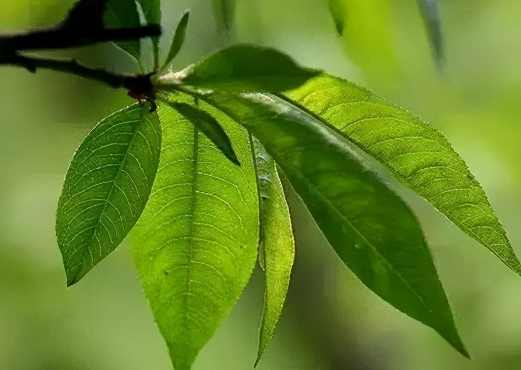 狗狗刚出生一个礼拜身上好多跳蚤,狗狗跳蚤如何治理