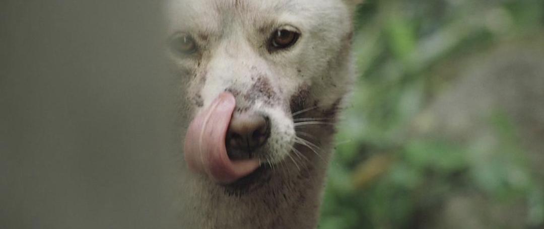 真实事件改编，韩国人听到就会害怕的狂魔