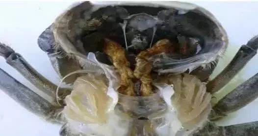 蟹类专题河蟹养殖如何选苗与放苗,怎么挑选好的河蟹蟹苗