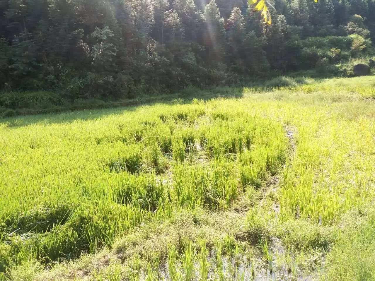 我国野猪泛滥,无虎豹下,野猪称雄,允许猎杀为何不许吃肉?