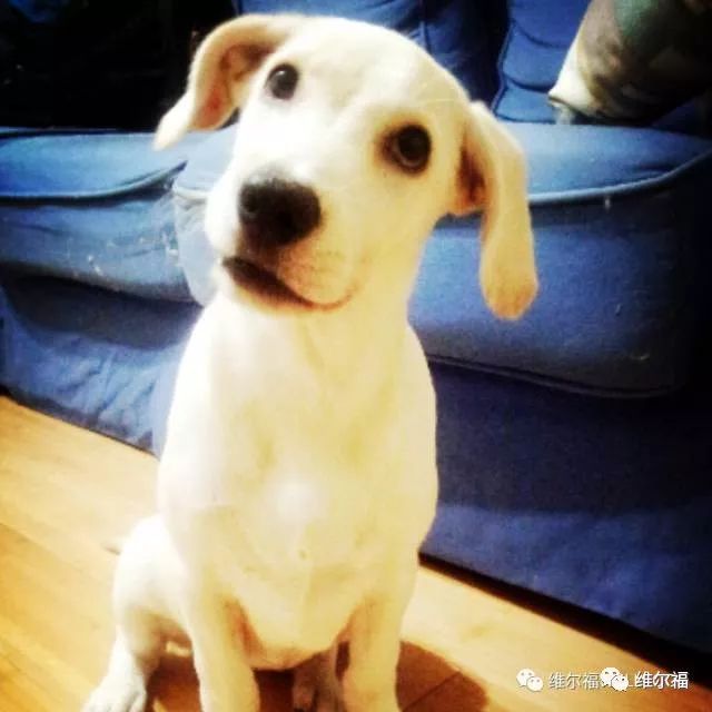 请用绝育保护它——宠物营养师亲身讲述自家爱犬绝育经历