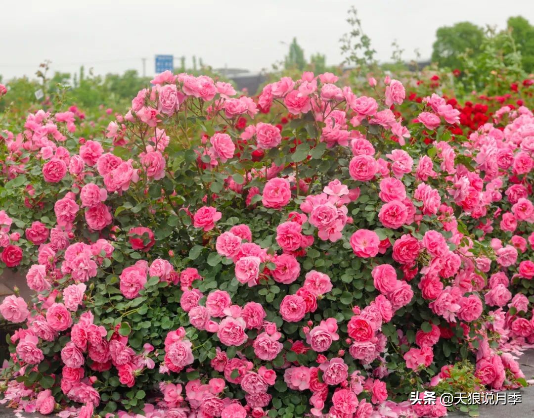 多久可以打造出一面月季花墙,月季花墙怎么养成