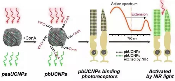 突破视觉极限！打一针就能看见红外线，中国科学家打造超能力鼠