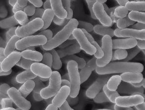 养殖菌菇需要什么条件,养殖菌和种植菌区别