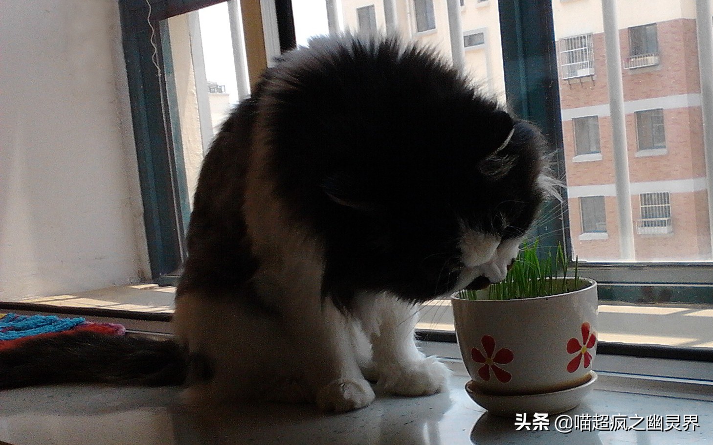 10岁的铲屎官和1岁的猫主子的日常,猫娃子的铲屎官