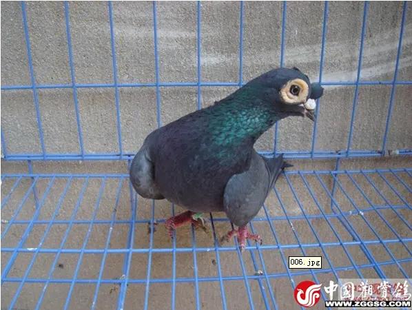 北京鸽哨制作,北京鸽哨晨曲