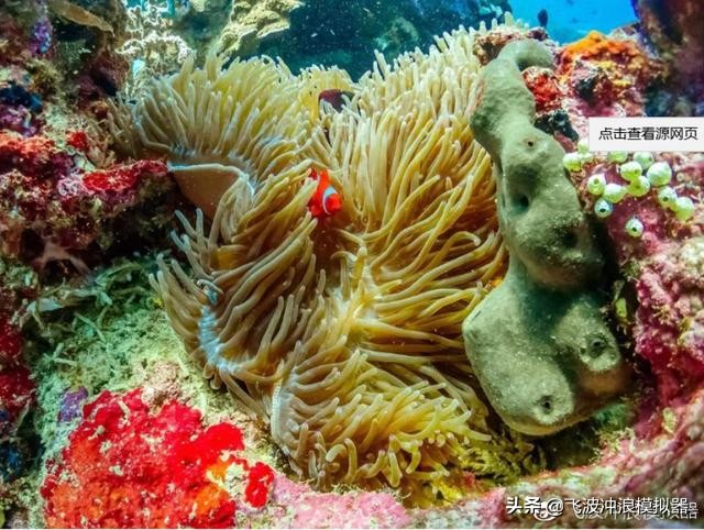 飞波与美娜多合作的项目预计在今年运营