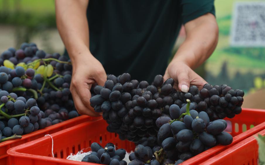 成都新都区军屯镇郭家村,成都新都军屯郭家村