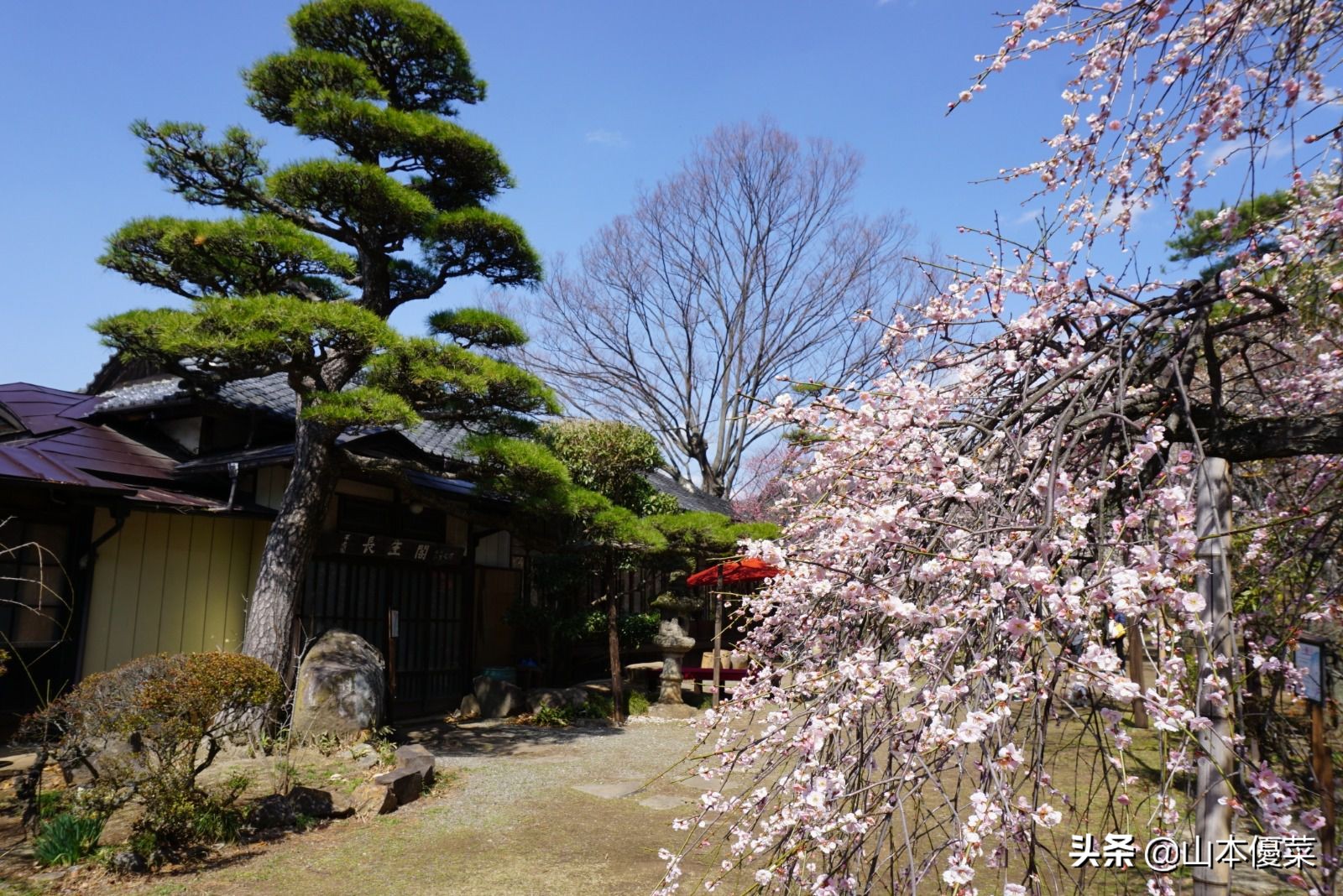 不先一步感受春天的到来吗日本全国华丽的梅花名胜