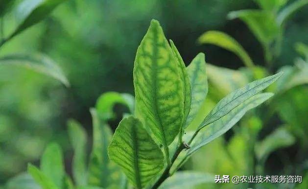 果树缺镁的症状是什么,果树缺氮磷钾怎么判断