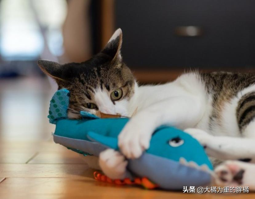 没到饭点就饿怎么回事,没到饭点肚子饿怎么办