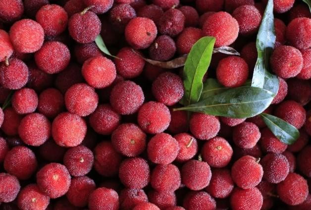 洗杨梅用面粉还是用盐,盐水泡杨梅虫子为什么会爬出来