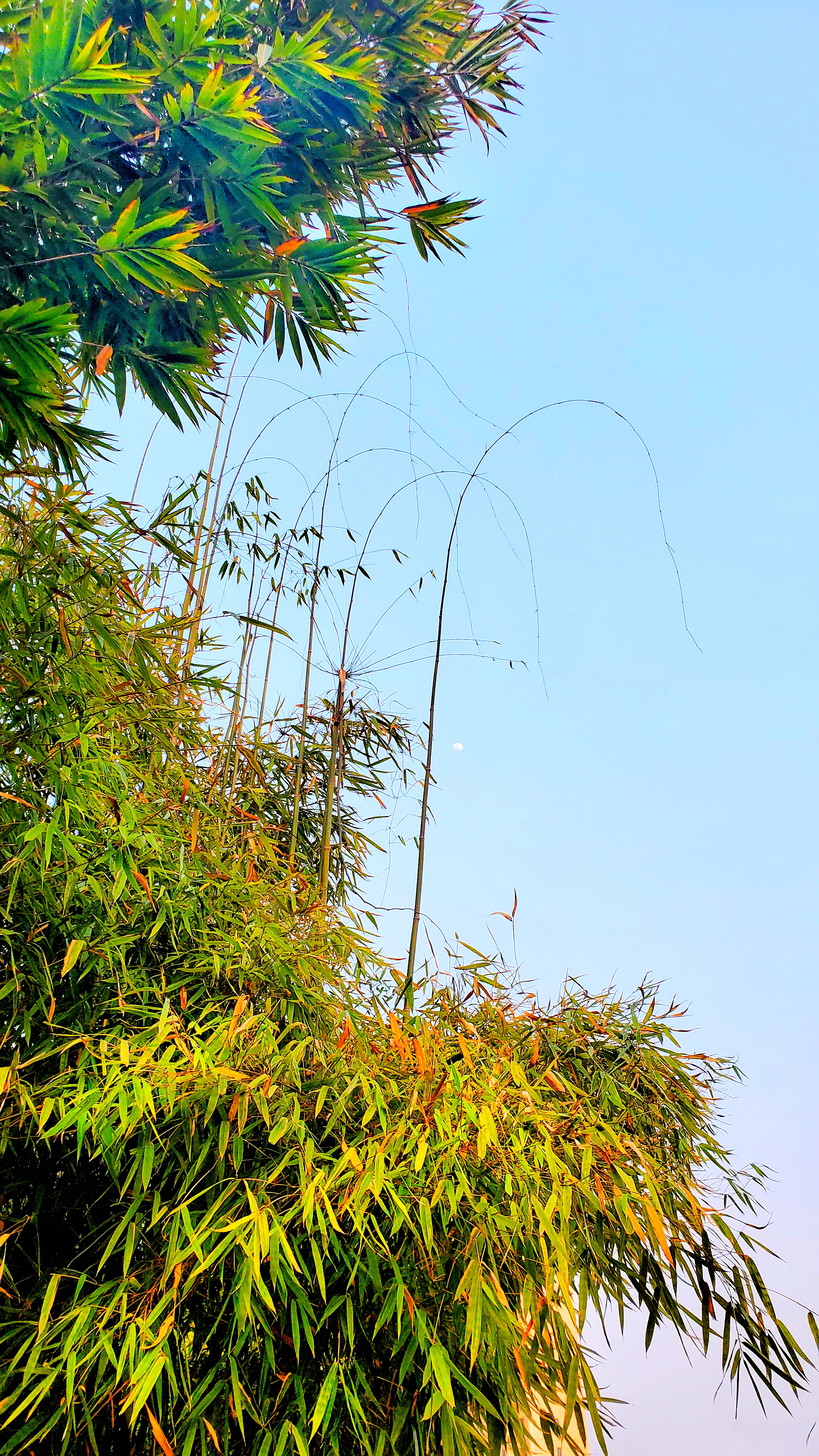 和春住。带着小神兽去踏青