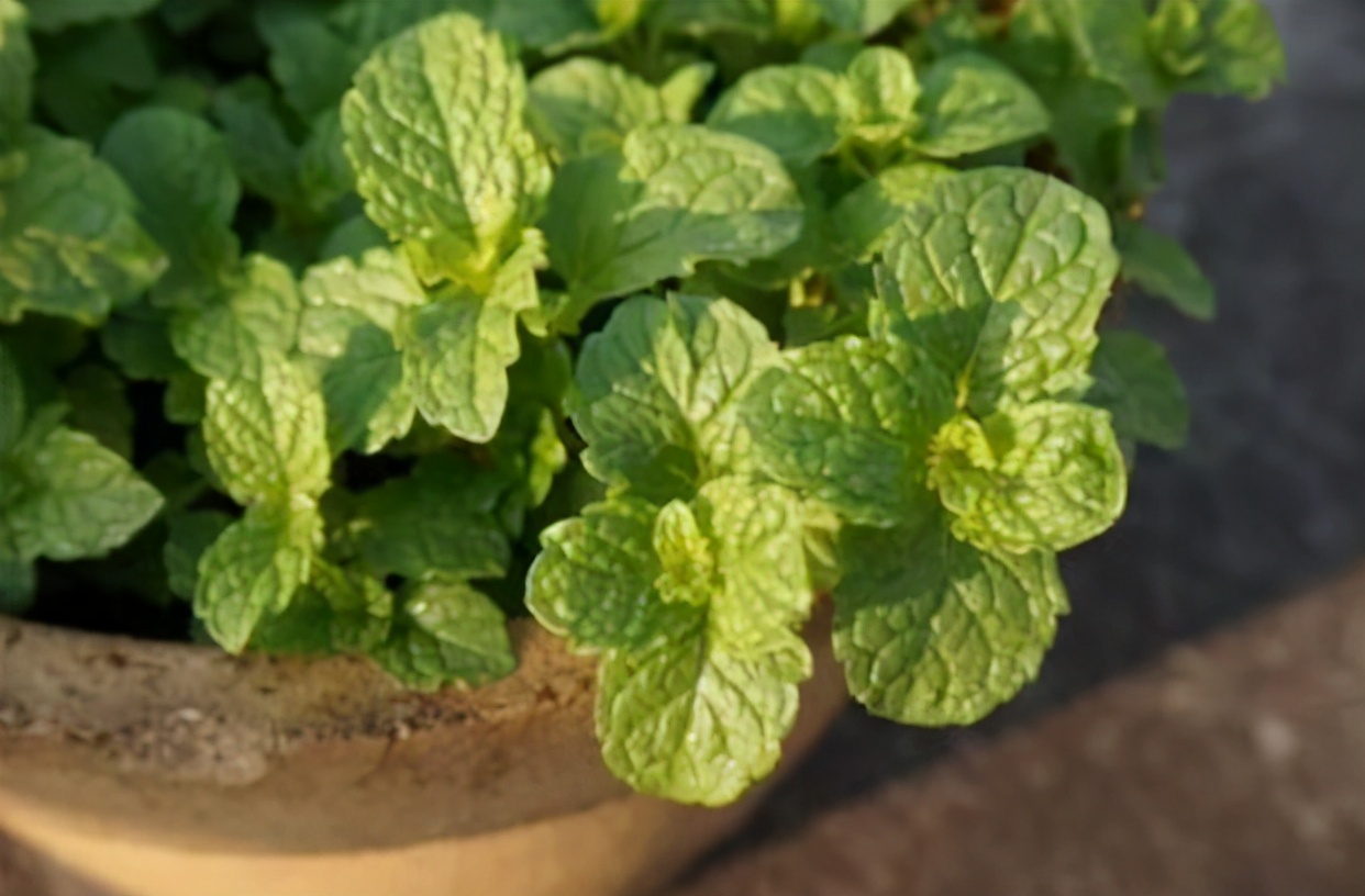 适合养在卧室不会引来蚊虫的花,夏季种什么花可以驱蚊虫