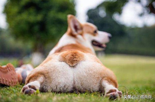 柯基外八字视频,柯基外八字会不会有影响