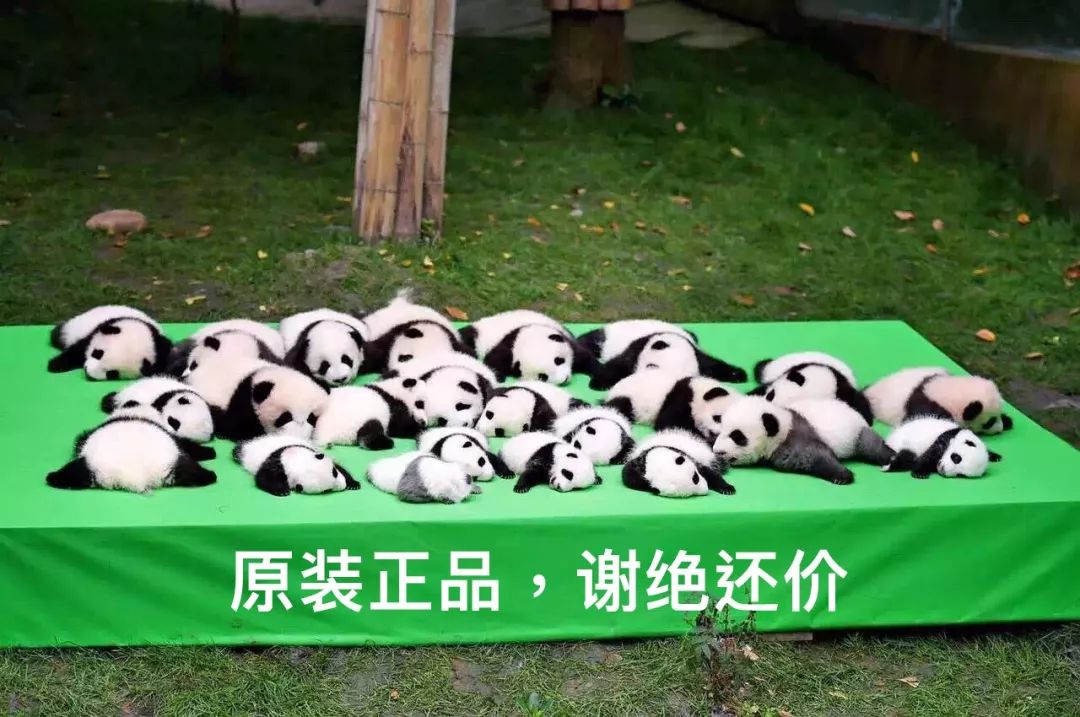 欧洲第一只大熊猫,第一只被带到国外的大熊猫